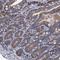 Transmembrane Channel Like 3 antibody, NBP1-86243, Novus Biologicals, Immunohistochemistry frozen image 