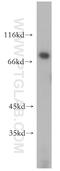 Spermatid perinuclear RNA-binding protein antibody, 17362-1-AP, Proteintech Group, Western Blot image 