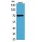 Glypican 3 antibody, LS-C386965, Lifespan Biosciences, Western Blot image 