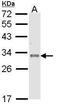 Four And A Half LIM Domains 2 antibody, PA5-29907, Invitrogen Antibodies, Western Blot image 