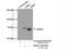 Guanylate Binding Protein 4 antibody, 17746-1-AP, Proteintech Group, Immunoprecipitation image 