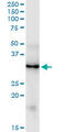 Fibroblast Growth Factor 5 antibody, LS-C197213, Lifespan Biosciences, Western Blot image 