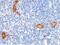 Melanoma Cell Adhesion Molecule antibody, GTX02136, GeneTex, Immunohistochemistry paraffin image 