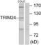 Tripartite Motif Containing 24 antibody, LS-B8396, Lifespan Biosciences, Western Blot image 