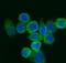 Eukaryotic Translation Initiation Factor 5A antibody, A01727-4, Boster Biological Technology, Immunofluorescence image 