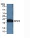 Apolipoprotein A5 antibody, LS-C292893, Lifespan Biosciences, Western Blot image 