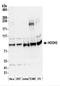 Hook Microtubule Tethering Protein 3 antibody, NBP2-44279, Novus Biologicals, Western Blot image 