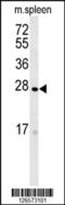 Transmembrane Protein 134 antibody, 61-937, ProSci, Western Blot image 