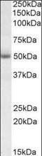 GATA Binding Protein 3 antibody, orb92444, Biorbyt, Western Blot image 