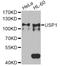 Ubiquitin Specific Peptidase 1 antibody, A03881, Boster Biological Technology, Western Blot image 