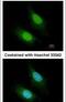 Ribonuclease ZC3H12A antibody, PA5-22137, Invitrogen Antibodies, Immunofluorescence image 