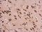 H1 Histone Family Member 0 antibody, GTX114462, GeneTex, Immunohistochemistry paraffin image 