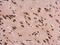 H1 Histone Family Member 0 antibody, GTX114462, GeneTex, Immunohistochemistry paraffin image 