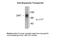 Solute Carrier Family 6 Member 3 antibody, 50-204, ProSci, Western Blot image 