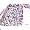 Chromobox 3 antibody, LS-C813213, Lifespan Biosciences, Immunohistochemistry paraffin image 