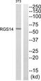 Regulator Of G Protein Signaling 14 antibody, abx014810, Abbexa, Western Blot image 