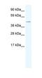 Transcription initiation factor TFIID subunit 7-like antibody, orb329921, Biorbyt, Western Blot image 