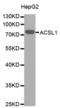 Long-chain-fatty-acid--CoA ligase 1 antibody, abx000953, Abbexa, Western Blot image 