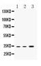 Proteolipid Protein 1 antibody, PA5-79833, Invitrogen Antibodies, Western Blot image 