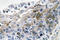 Interleukin 1 Beta antibody, LS-C286297, Lifespan Biosciences, Immunohistochemistry paraffin image 
