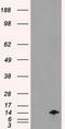 Inhibitor Of DNA Binding 2 antibody, LS-C784128, Lifespan Biosciences, Western Blot image 