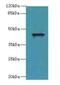 WD Repeat Domain 74 antibody, A65486-100, Epigentek, Western Blot image 