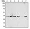 Activating Transcription Factor 1 antibody, LS-C351857, Lifespan Biosciences, Western Blot image 