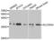 Solute Carrier Family 25 Member 4 antibody, LS-C335187, Lifespan Biosciences, Western Blot image 