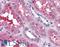 Sphingosine-1-Phosphate Receptor 3 antibody, LS-A1752, Lifespan Biosciences, Immunohistochemistry frozen image 