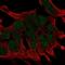 Wnt Family Member 2B antibody, NBP2-68677, Novus Biologicals, Immunocytochemistry image 