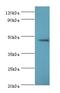 Serine/Threonine Kinase 32A antibody, LS-C378945, Lifespan Biosciences, Western Blot image 