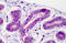 Glycogen Synthase Kinase 3 Beta antibody, MBS244854, MyBioSource, Immunohistochemistry frozen image 