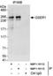 Glutamine And Serine Rich 1 antibody, NBP1-19113, Novus Biologicals, Immunoprecipitation image 