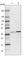 Pleckstrin Homology Domain Containing A3 antibody, HPA034497, Atlas Antibodies, Western Blot image 