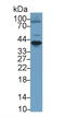 TNF Receptor Superfamily Member 11a antibody, LS-C710965, Lifespan Biosciences, Western Blot image 