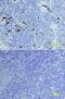 S100 Calcium Binding Protein A12 antibody, BAF1052, R&D Systems, Immunohistochemistry paraffin image 