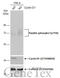 Paxillin antibody, GTX132152, GeneTex, Western Blot image 