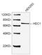 Kntc2 antibody, LS-B13683, Lifespan Biosciences, Western Blot image 