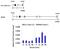 Protein Tyrosine Phosphatase Non-Receptor Type 6 antibody, PA5-27803, Invitrogen Antibodies, Chromatin Immunoprecipitation image 