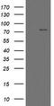 Myoneurin antibody, LS-C175178, Lifespan Biosciences, Western Blot image 