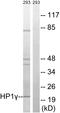 Chromobox 3 antibody, LS-C199076, Lifespan Biosciences, Western Blot image 