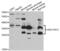 Hydroxysteroid 17-Beta Dehydrogenase 13 antibody, OAAN01691, Aviva Systems Biology, Western Blot image 