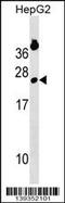 GINS Complex Subunit 2 antibody, 60-140, ProSci, Western Blot image 