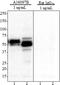 Tau, 359-373 antibody, 851401, BioLegend, Western Blot image 