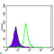 POU Class 2 Homeobox 1 antibody, LS-C812727, Lifespan Biosciences, Western Blot image 