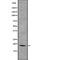 H3 Histone Family Member 3B antibody, abx215796, Abbexa, Western Blot image 