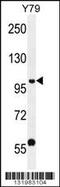 PHD Finger Protein 20 antibody, 56-252, ProSci, Western Blot image 