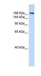 Contactin Associated Protein 1 antibody, NBP1-59251, Novus Biologicals, Western Blot image 