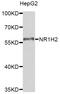 Nuclear Receptor Subfamily 1 Group H Member 2 antibody, STJ111504, St John
