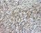 Nitrilase Family Member 2 antibody, MA5-25091, Invitrogen Antibodies, Immunohistochemistry paraffin image 